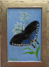 painting with a spicebush swallowtail